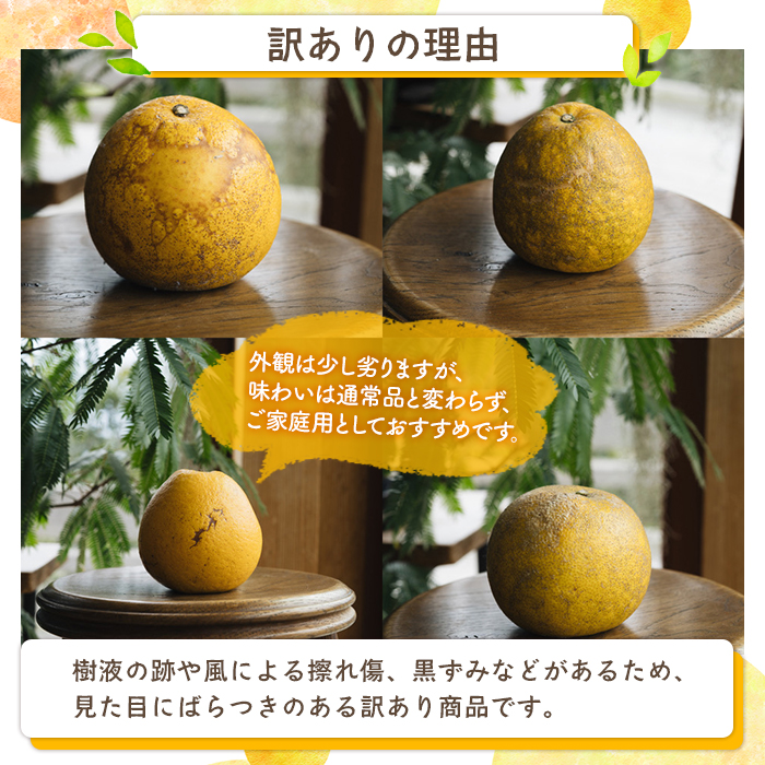 訳あり　晩柑 16キロ　みかん 先行予約受付中！2027年3月中旬以降順次発送予定＞訳あり 河内晩柑(2L