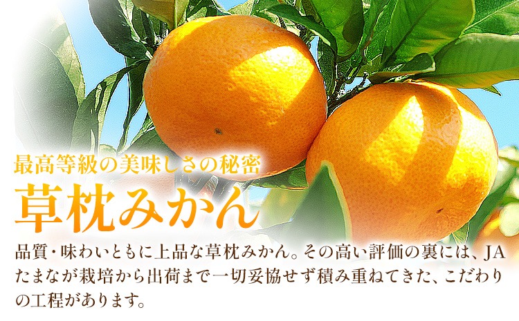 草枕みかん 約4kg 《11月上旬-12月上旬頃出荷》熊本県 玉名郡 玉東町