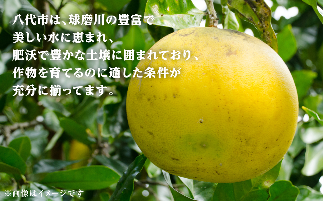 先行予約】ファーストクイーン 2玉 サラダ感覚 熊本県 八代市産 みかん