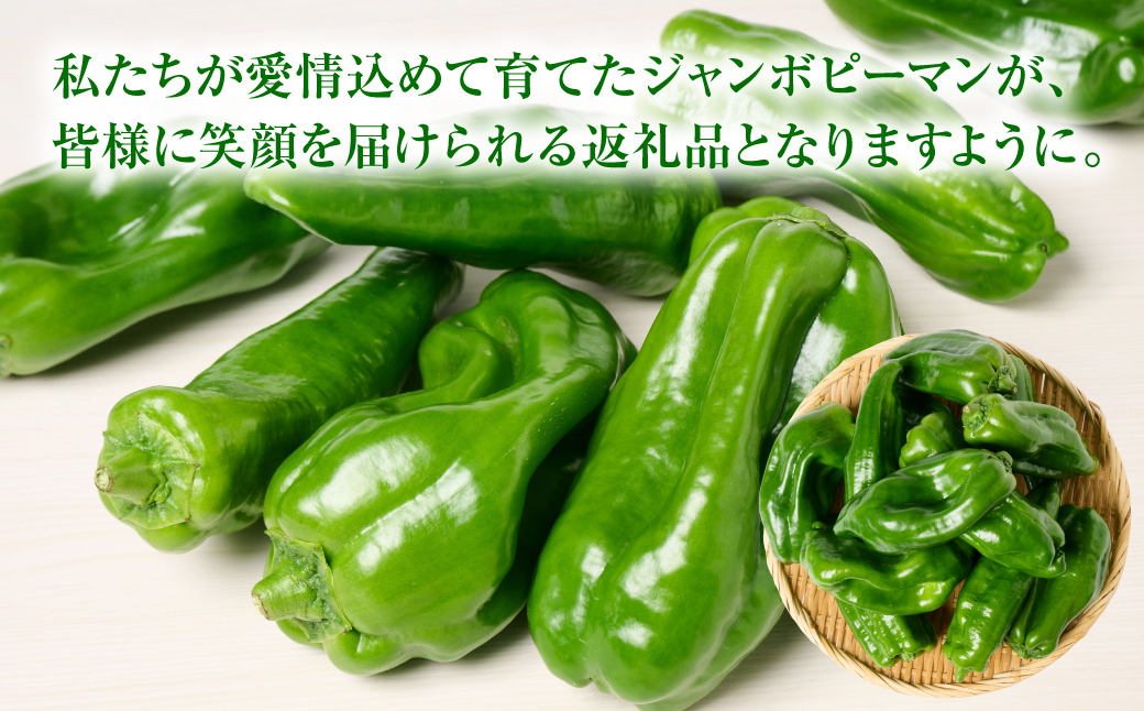 産地直送 とんがりジャンボピーマン 1.5kg 野菜 やさい 野菜炒め