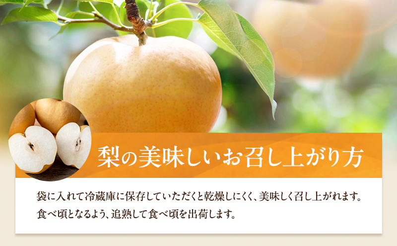 梨 2026年 先行予約 あたご梨 3～9玉 合計約4kg 化粧箱【11月下旬～12