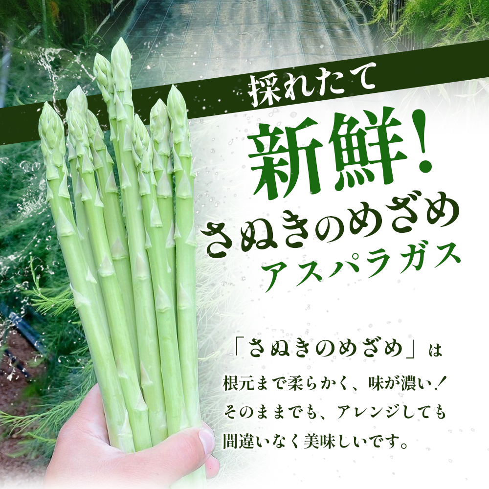 16farmのアスパラ「さぬきのめざめ30cmロング」MLサイズ700g アスパラ