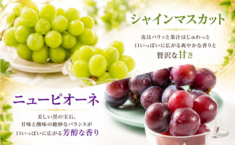 2回定期便 贈答用 シャインマスカット約2kg(3-4房)×ニューピオーネ約