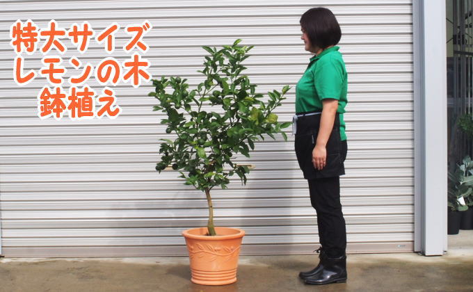 苗木 特大サイズ レモンの木鉢植え テラコッタ鉢 40cm 配送不可 北海道