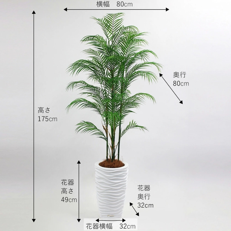 エミリオロバ 多肉植物 観葉植物 観葉植物 エミリオ・ロバ パーム 4L TUTTA14850 ヤシの木 アーティ