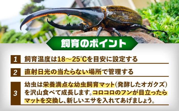 先行予約】 ヘラクレスオオカブト幼虫1匹（2〜3齢）【配送不可地域