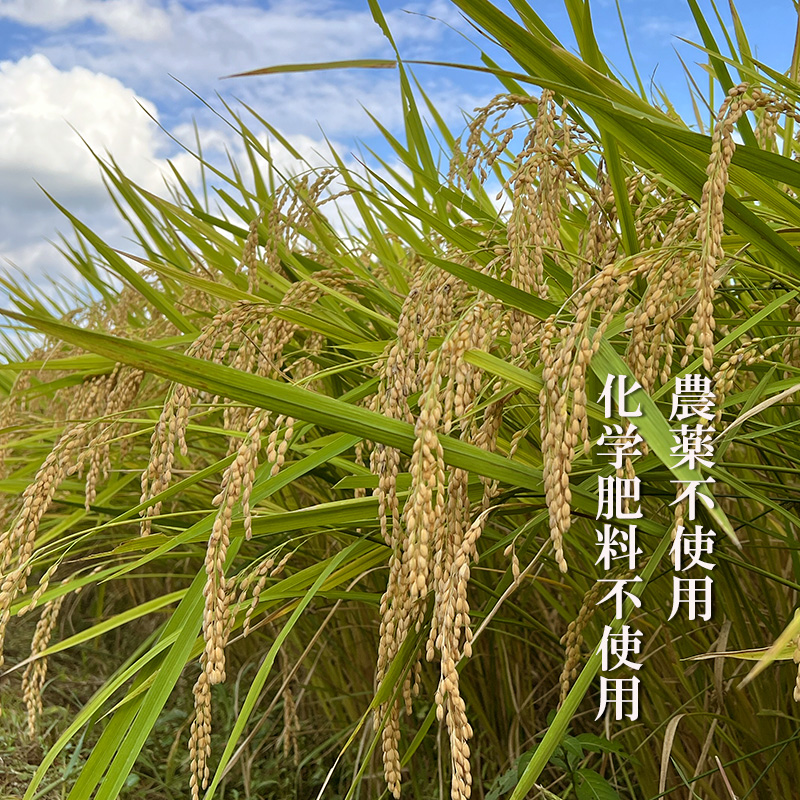 キヌヒカリ 10kg 新米 京都 丹波 お米 米 精米 きぬひかり 産地直送 令
