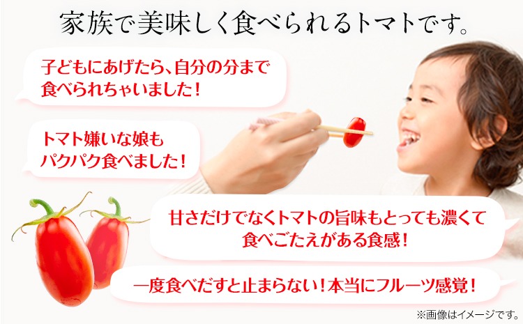 トマト フルーツトマト ZEPPIN PRM(プレミアム) 500g《120日以内