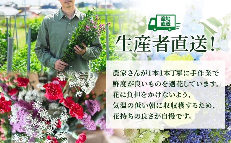 選べる配送月＞ 北海道 カーネーション ミックス 4品種 12本以上