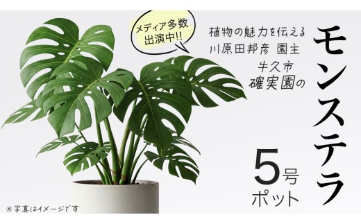 モンステラ 5号ポット 1点 家庭 で 園芸 鉢植え 苗 庭木 果樹