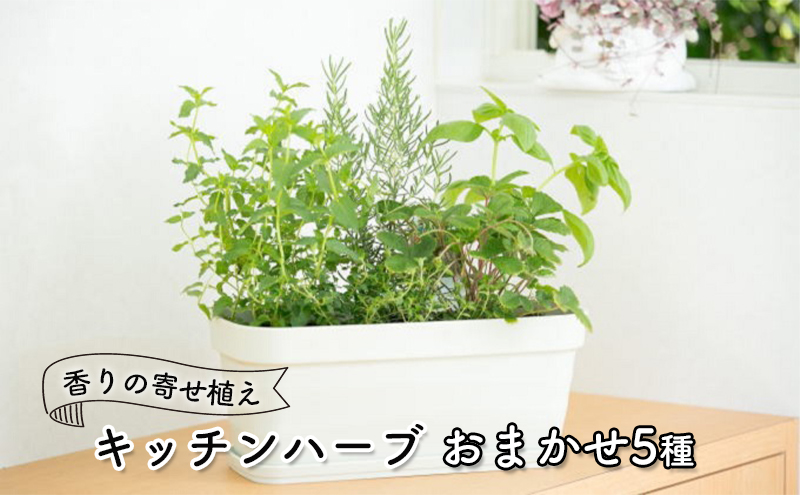 ハーブ キッチンハーブ 5種 フレッシュハーブ 香りの寄せ植え 植物
