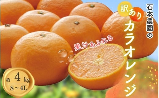 みかん imgrc0095520059.jpg
