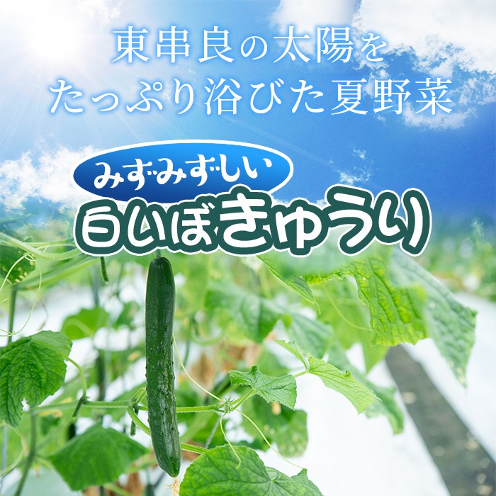 0082702a】名産地の農家直送！みずみずしい白いぼきゅうり(計2kg
