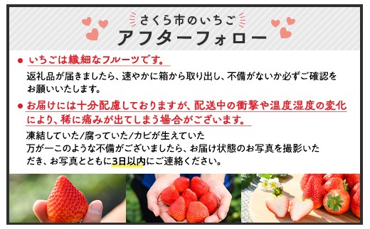いちご（とちあいか） 290g×2パック 580g以上｜先行予約 数量限定 栃木