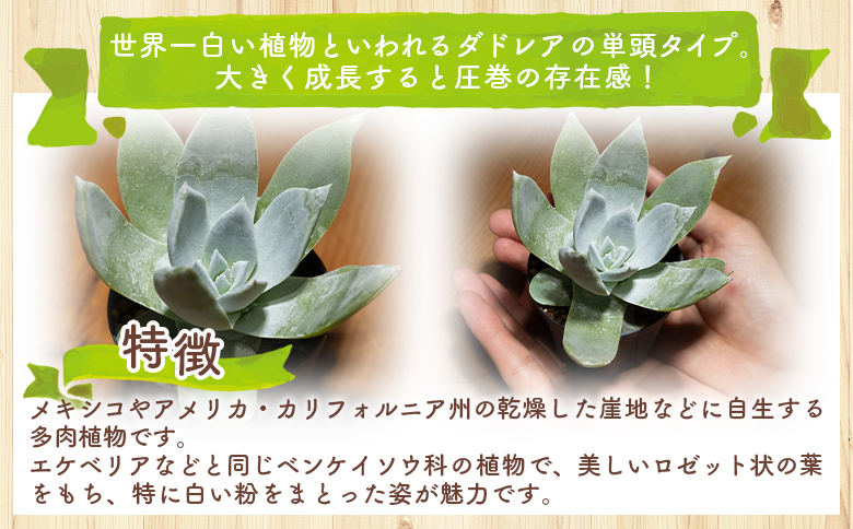 ブリトニー（仙女盃） ダドレア - 多肉植物 植物 ベンケイソウ科 単頭