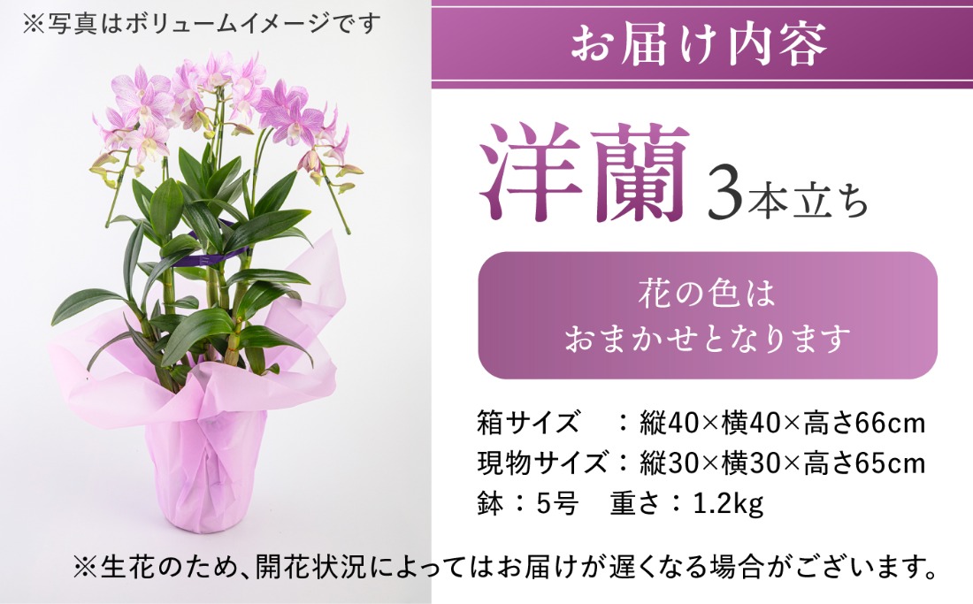30セット 限定 】 デンファレ （ 洋蘭 ） 3本 立ち 《糸島》【和饗エコ