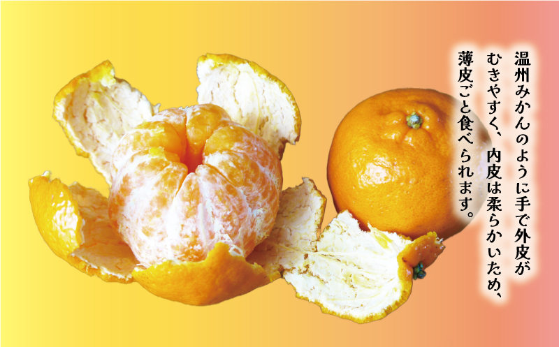 先行予約 訳あり ポンカン 5kg 7000円 ぽんかん みかん mikan 蜜柑