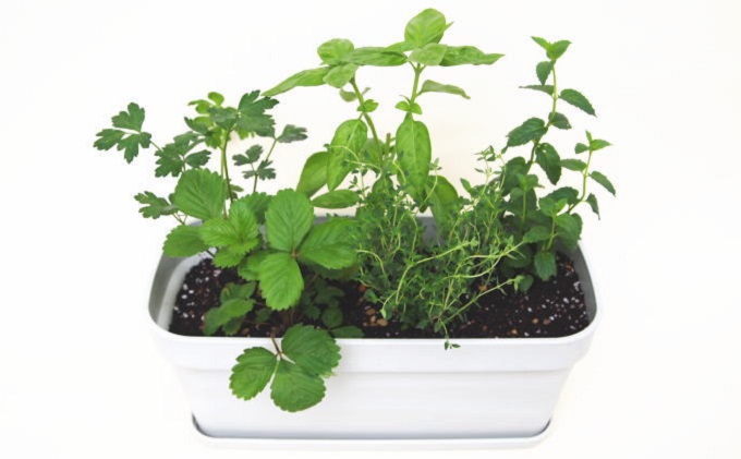 ハーブ キッチンハーブ 5種 フレッシュハーブ 香りの寄せ植え 植物