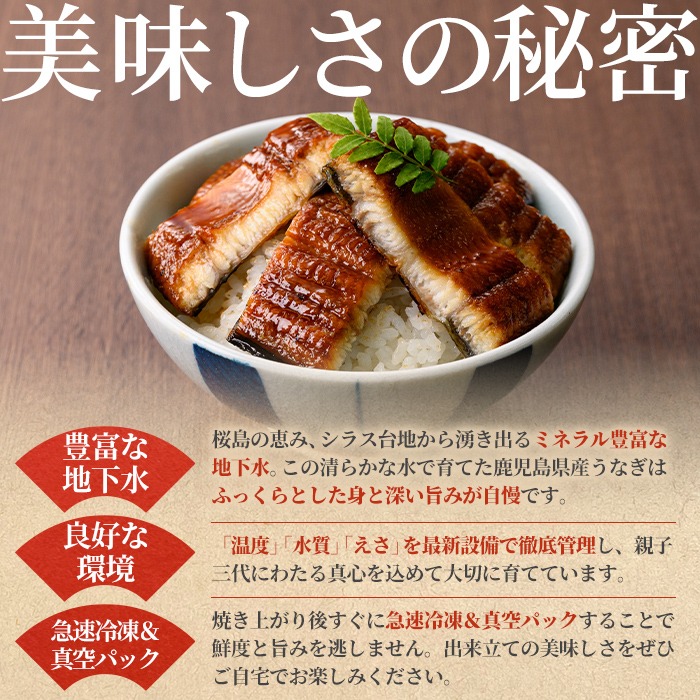 0304349a-2611】＜11月上旬発送予定＞東串良町のうなぎ蒲焼(無頭)(6尾