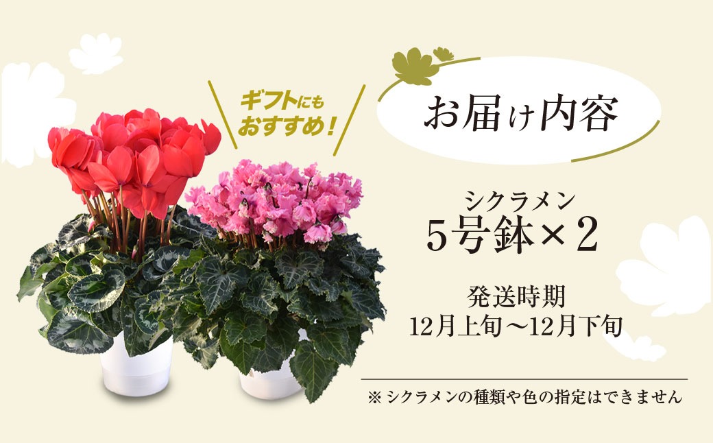 2026年12月上旬より順次発送！】≪種類・色お任せ≫ シクラメン 5号鉢