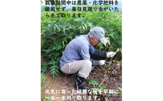 F09002】日本山人参（ヒュウガトウキ）粉末 本場大分県産（大分県大分
