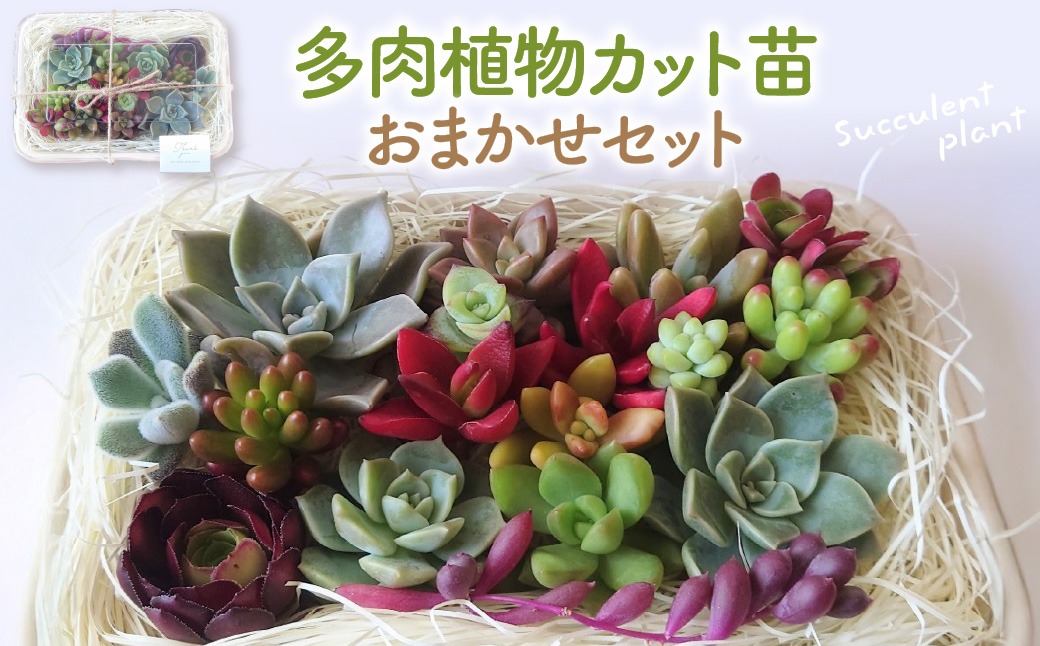 多肉植物カット苗おまかせセット 山形県 東根市 hi101-001（山形県東根