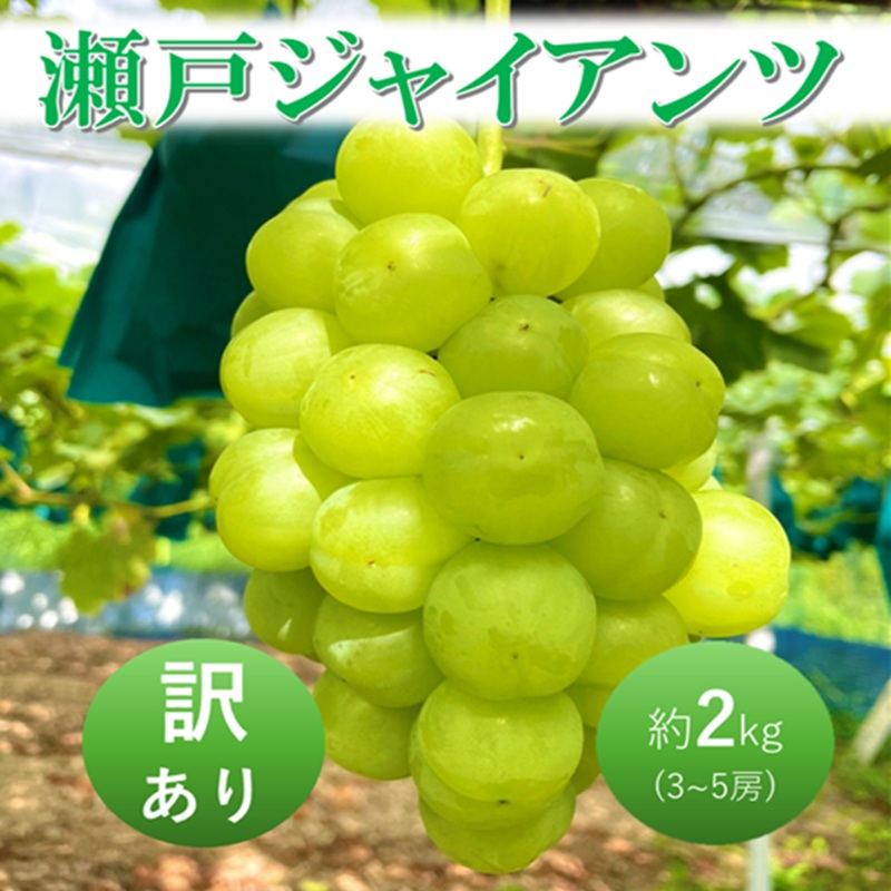 2026年 早期受付 ぶどう 瀬戸ジャイアンツ 3～5房 約2kg 岡山県高梁市