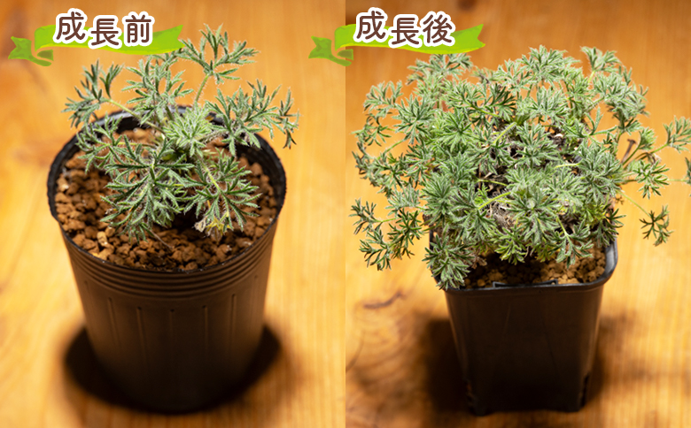 塊根植物 ヒストリクス ペラルゴニウム - 植物 インテリア ナチュラル
