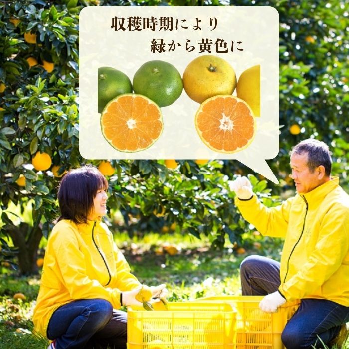 訳あり】愛媛みかん （ 極早生 ） 5kg【発送時期：9月下旬～】2S-L