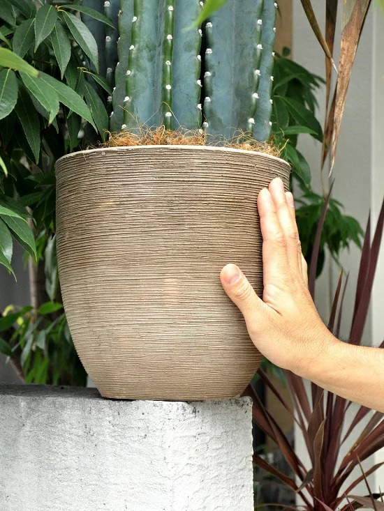 柱サボテン デザインの良いテラコッタ鉢の鉢植え サボテン セレウス 鉢