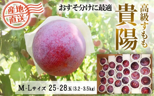 数量限定【2026年発送分】貴陽 大箱（M～Lサイズ）25～28玉（3.2