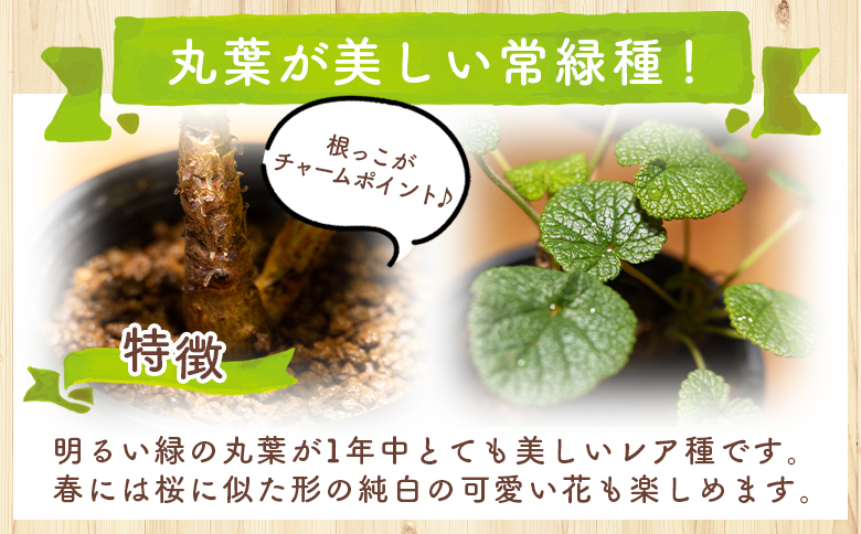 塊根植物 コチレドニス ペラルゴニウム - 物 常緑種 インテリア
