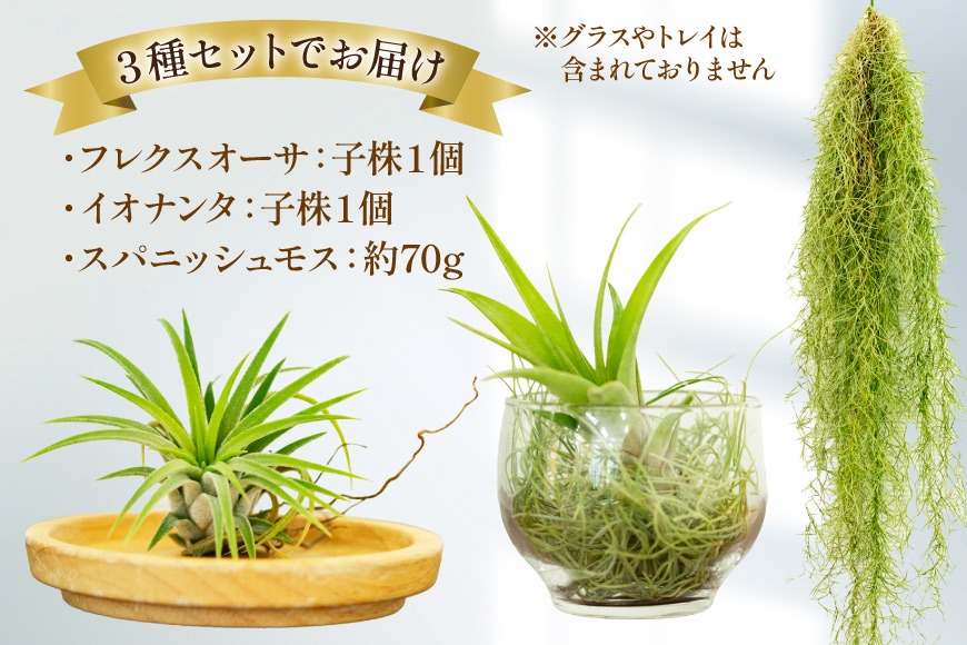 AI177 チランジア 3種 セット [ 観葉植物 インテリア エアープランツ 