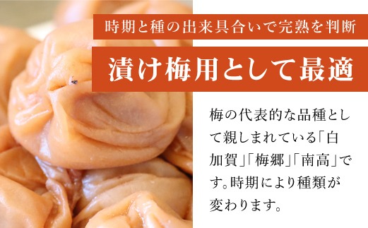 maami様　　樹成り中熟~完熟　20kg　5月下旬頃から順次発送　青梅終了 maami様 樹成り中熟~完熟 20kg 5月下旬頃から順次発送 青梅終了 食品