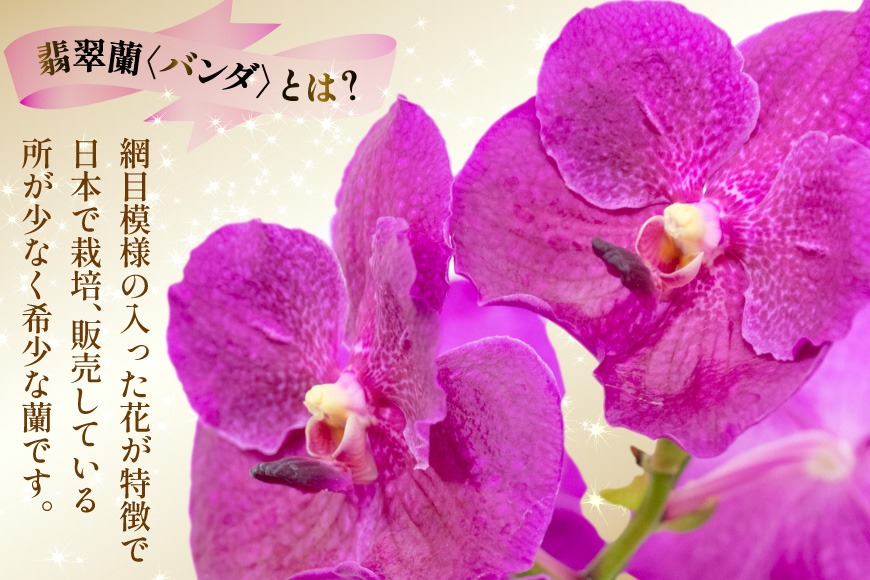 AI179 希少な花 心躍る「華やかな恋」の予感 翡翠蘭(バンダ)1株 花付き