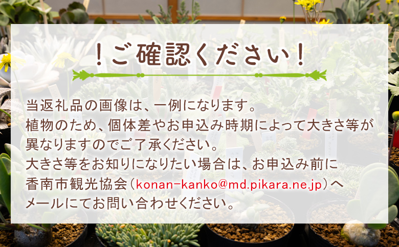 塊根植物 コチレドニス ペラルゴニウム - 物 常緑種 インテリア