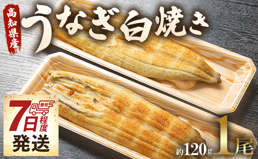 うなぎ屋きた本 うなぎ白焼き 1尾(約120g)(無頭) 【7日程度で発送