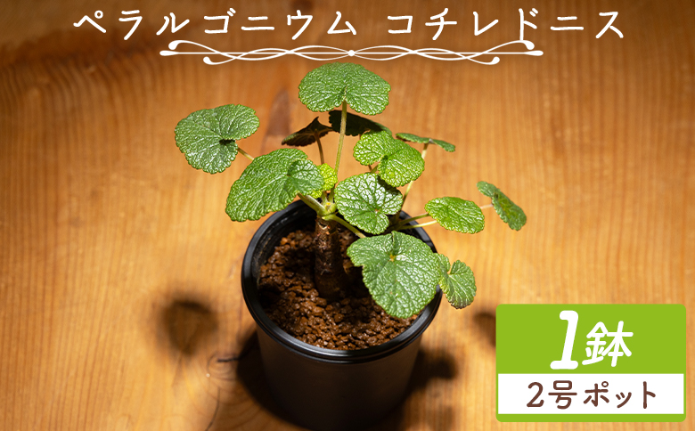 塊根植物 コチレドニス ペラルゴニウム - 物 常緑種 インテリア