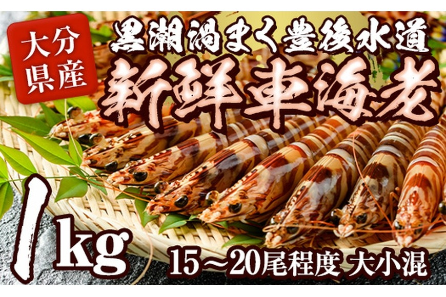 大分県産 新鮮車海老 (約1kg・15-20尾程度)直送 産直 漁師 魚 鮮魚