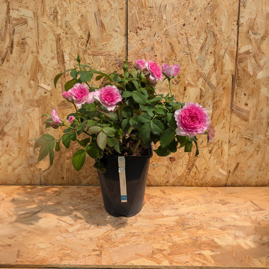 コマツガーデン直営店「ROSA VERTE」で選ぶ、自社生産バラ大苗引換券