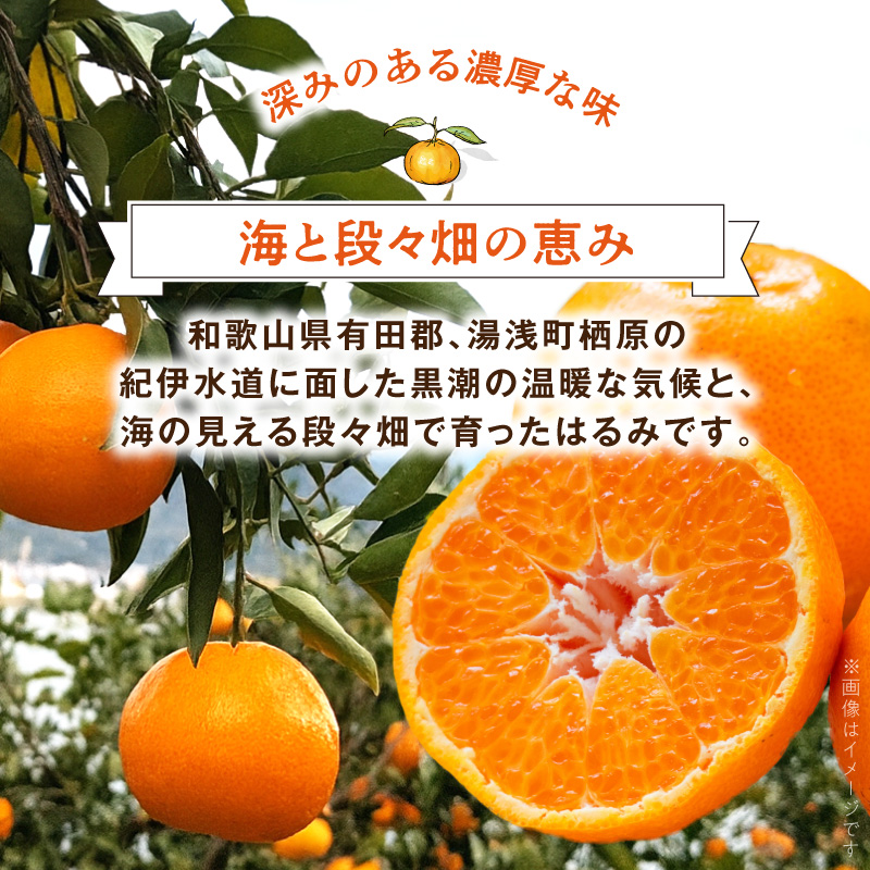 2027年先行予約】秀品 はるみ 和歌山 有田 S～2Lサイズ 大きさお任せ