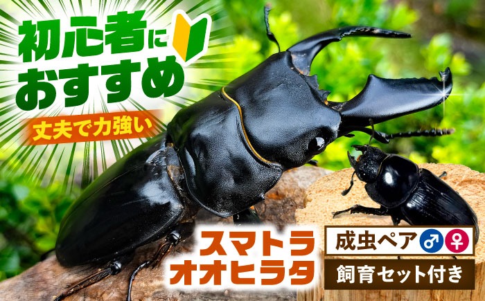 配送不可地域：北海道・沖縄・離島】スマトラオオヒラタクワガタ