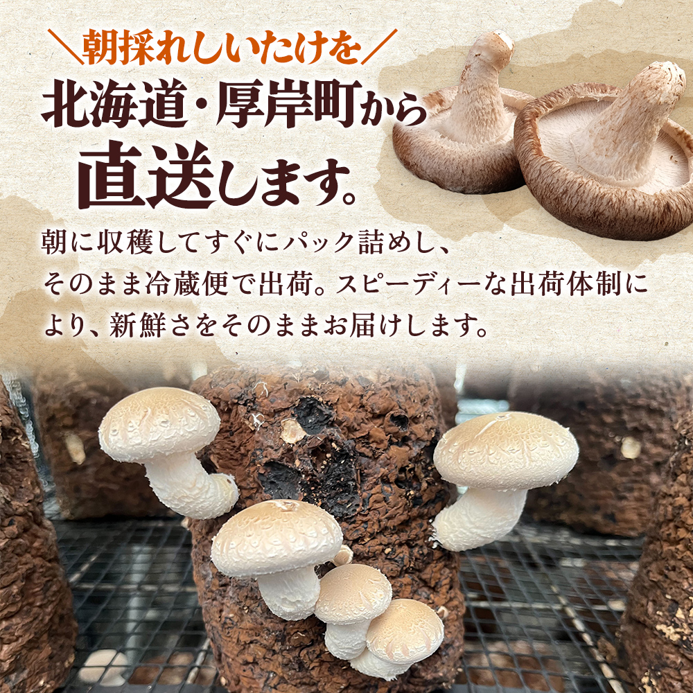 北海道産 厚岸町 上尾幌 菌床栽培 キングしいたけ 1パック プリンス