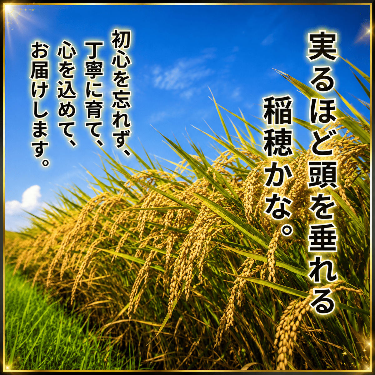 令和8年産 新米 キヌヒカリ 5kg (玄米) 明田のお米 玄米 お米 新米 南