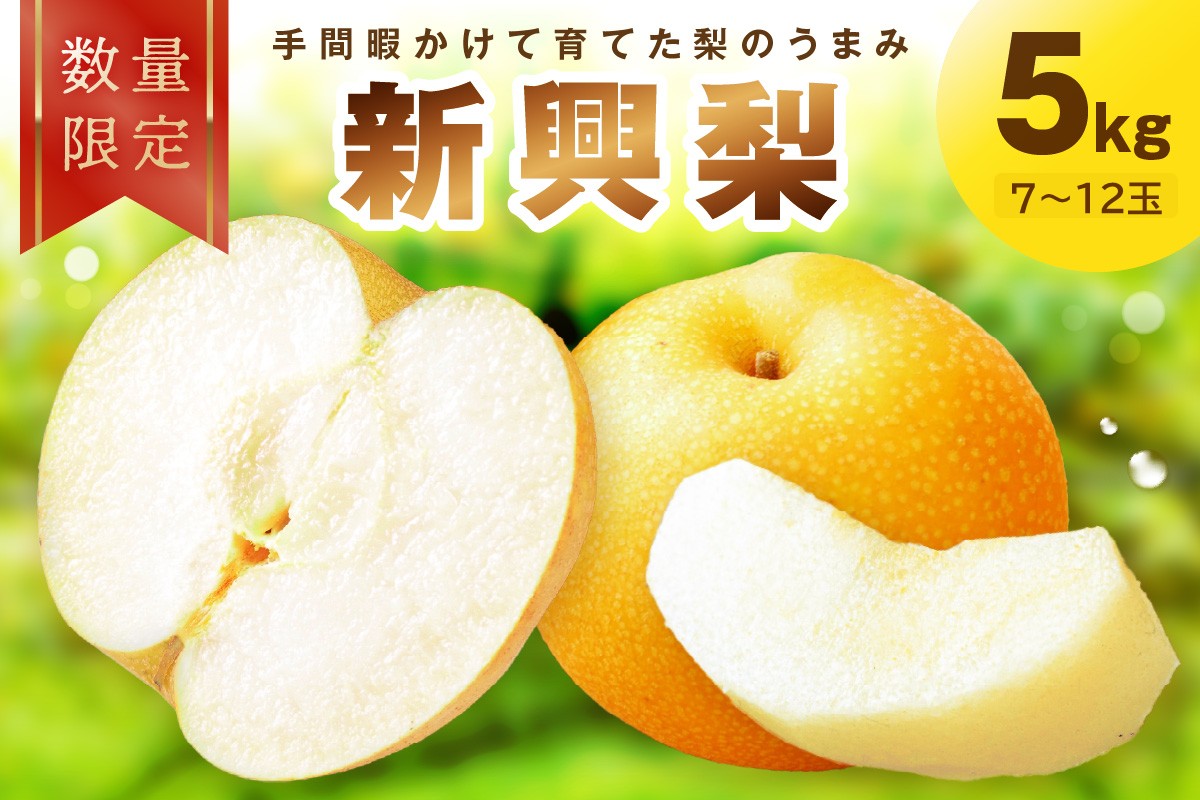 梨　新興　贈答用　10㎏ 残りわずか 先行予約／数量限定100】新興梨 5kg（2026年10月中旬～発送） 国産