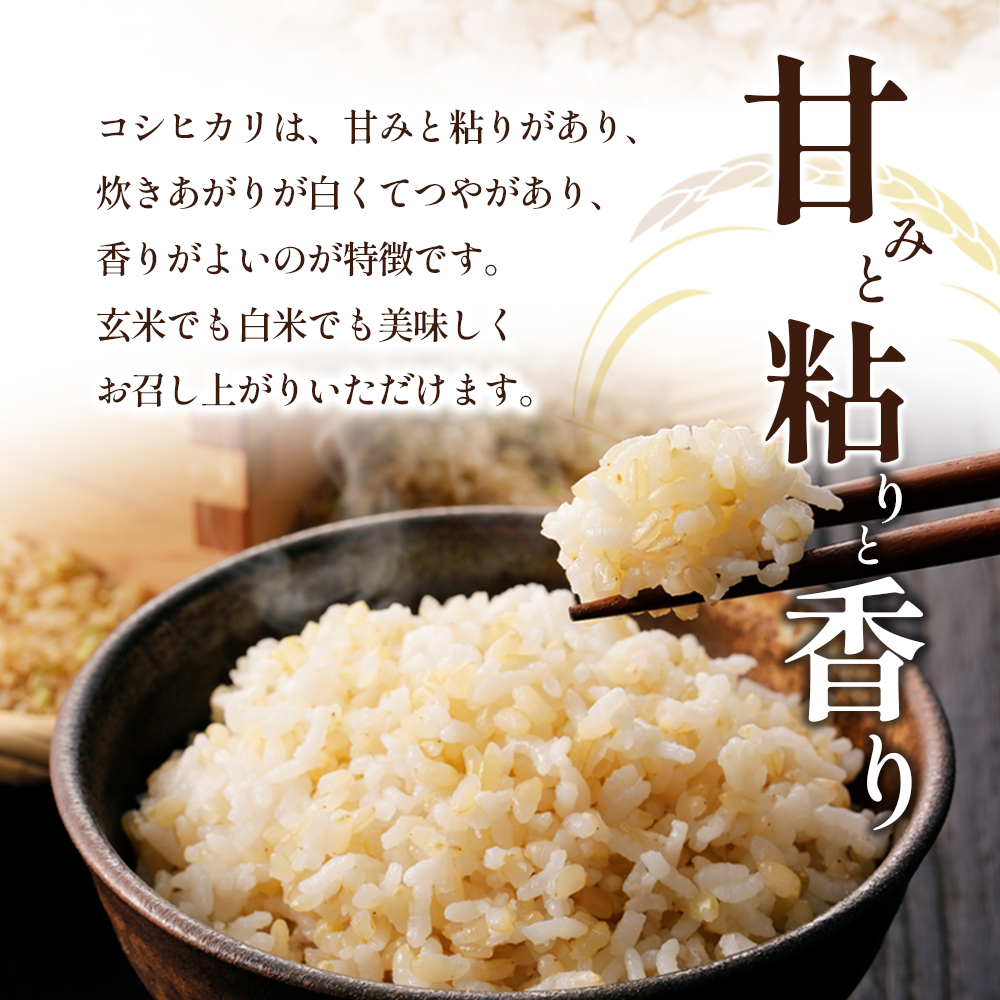 令和8年産 新米「コシヒカリ」30kg（玄米）お米 30kg （香川県東かがわ