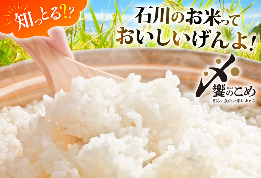米 定期便 無洗米 石川米 こしひかり 5kg 3回 計 15kg [中橋商事 石川