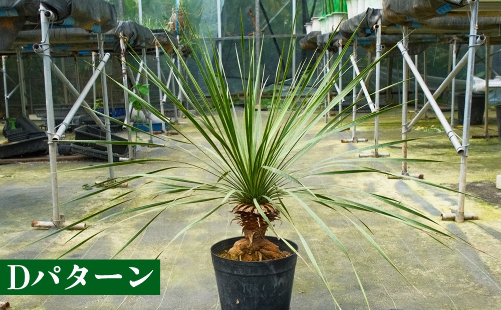 沖縄育ちの観葉植物】人気のユッカ・ロストラータ 5寸鉢（沖縄県金武町