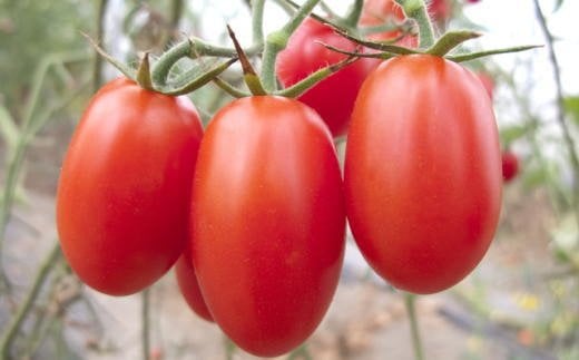 3月出荷分】和歌山産 ミニトマト「アイコトマト」約2kg（M・Lサイズ