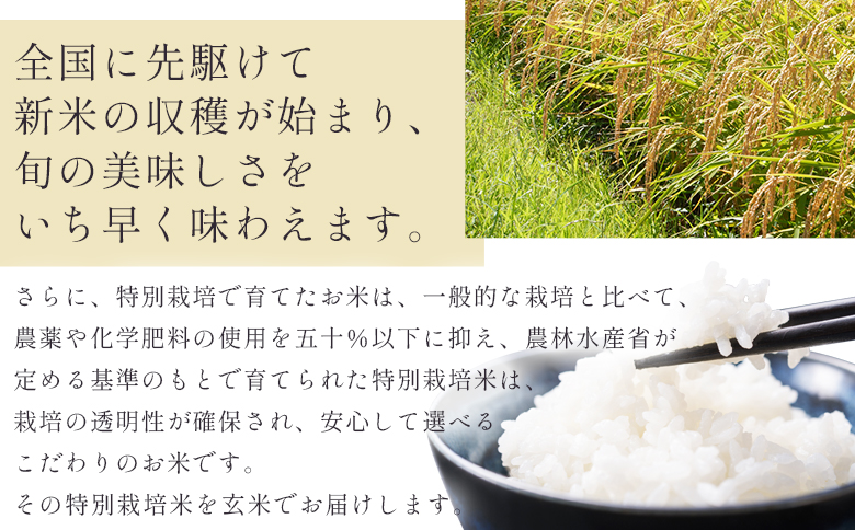 令和7年産】玄米 特別栽培米 コシヒカリ 玄米 30kg 【7日程度で発送